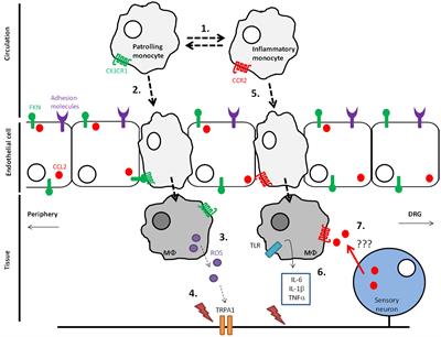 The Therapeutic Potential of Monocyte/Macrophage Manipulation in the Treatment of Chemotherapy-Induced Painful Neuropathy